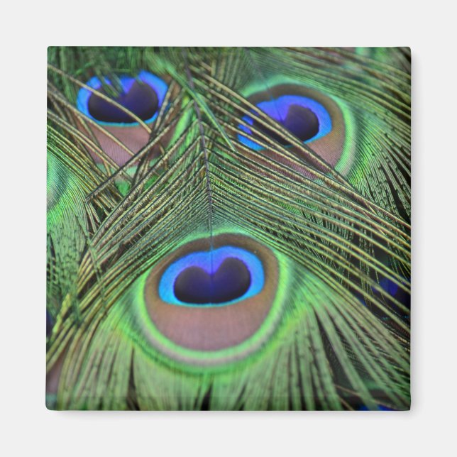 Aimant Kauai Peacock Plumes Photographie (Devant)