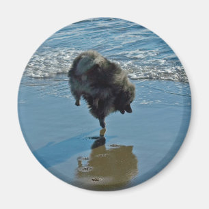 Aimant Keeshond Ballet Photographie - Joli chien d'origin