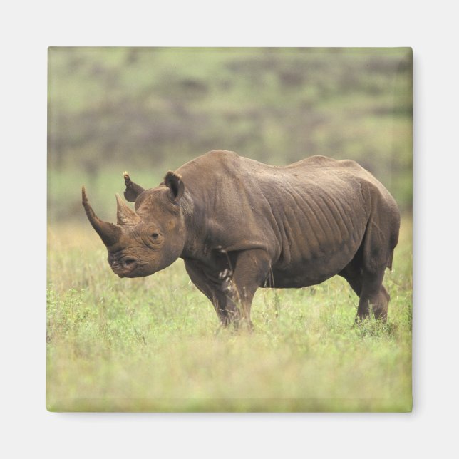Aimant Kenya, Nairobi National Park. Rhinoceros noirs (Devant)
