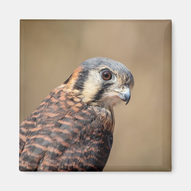 Aimant Kestrel américain (Devant)
