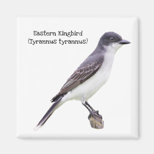 Aimant Kingbird oriental