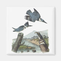 Kingfisher Belted, John Audubon