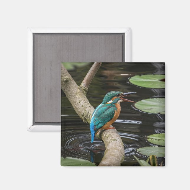 Aimant Kingfisher Bird (Recto/Verso)