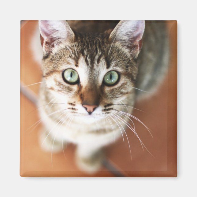 Aimant Kitten (Devant)