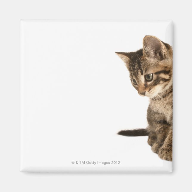 Aimant Kitten 2 (Devant)
