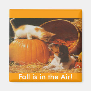 Aimant Kitten, Citrouille et chiot