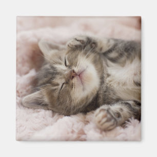 Aimant Kitten endormi