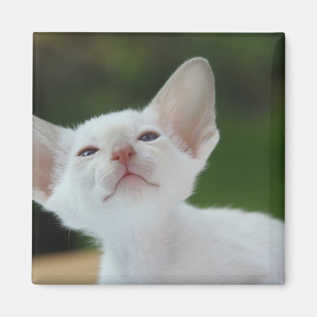 Aimant Kitten siamois blanc (Devant)