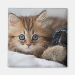 Aimant Kitten With Blue Eyes