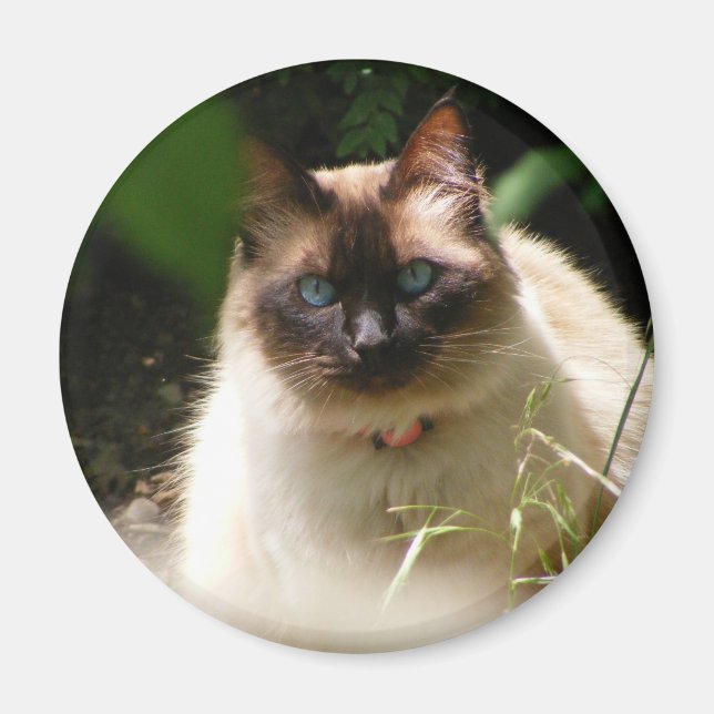 aimant kitty (Devant)