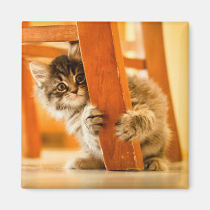 Aimant Kitty sous la chaise