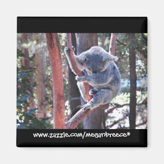 Aimant Koala
