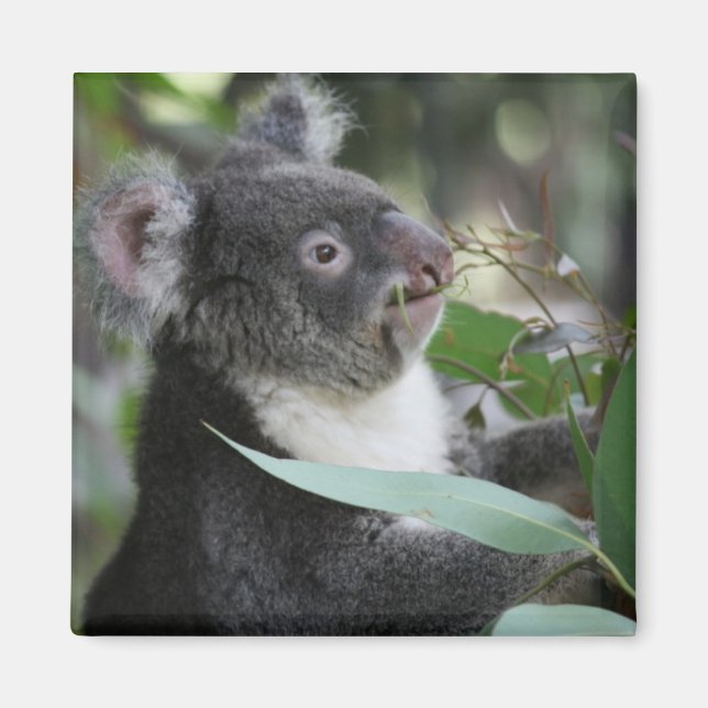 Aimant Koala (Devant)