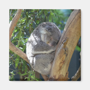Aimant Koala dormant dans l'arbre
