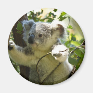 Aimant Koala étonnamment mignon de bébé dans un arbre