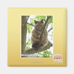 Aimant Koala Kitteh