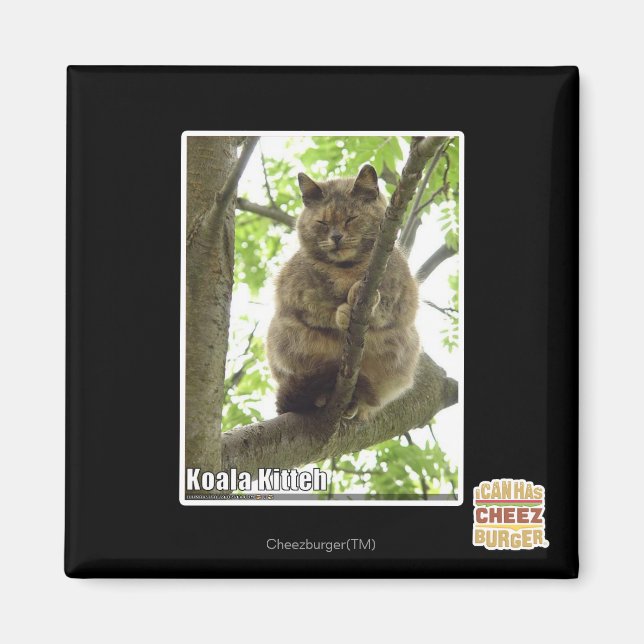 Aimant Koala Kitteh (Devant)