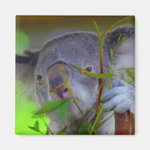 Aimant Koala mangeant l'aimant