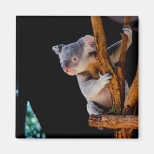 Aimant Koala mignon dans un arbre gris