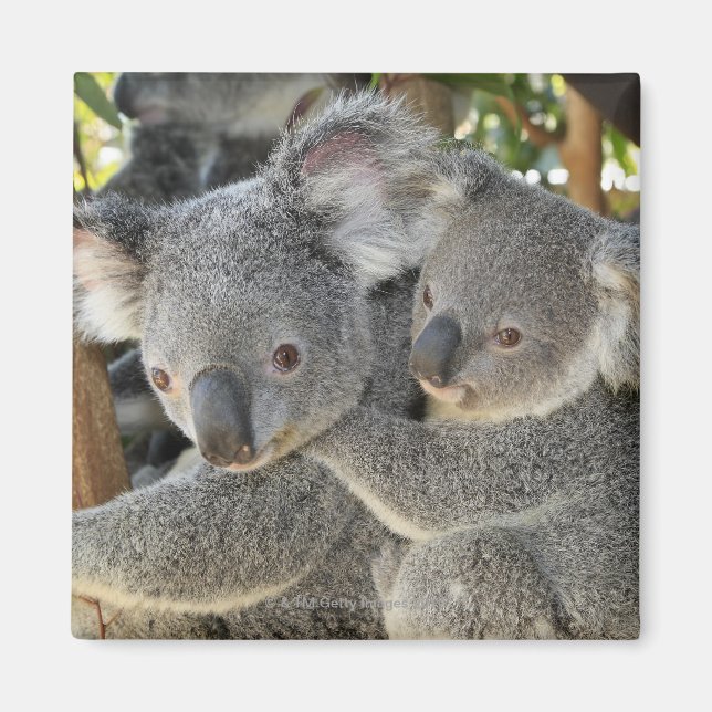 Aimant Koala Phascolarctos cinereus Queensland. (Devant)