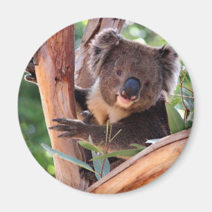 Aimant Koala victorien