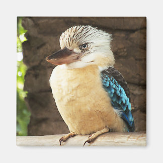 Aimant Kookaburra