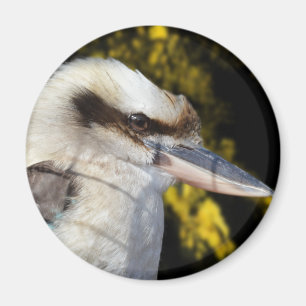 Aimant Kookaburra, aile bleue australienne,