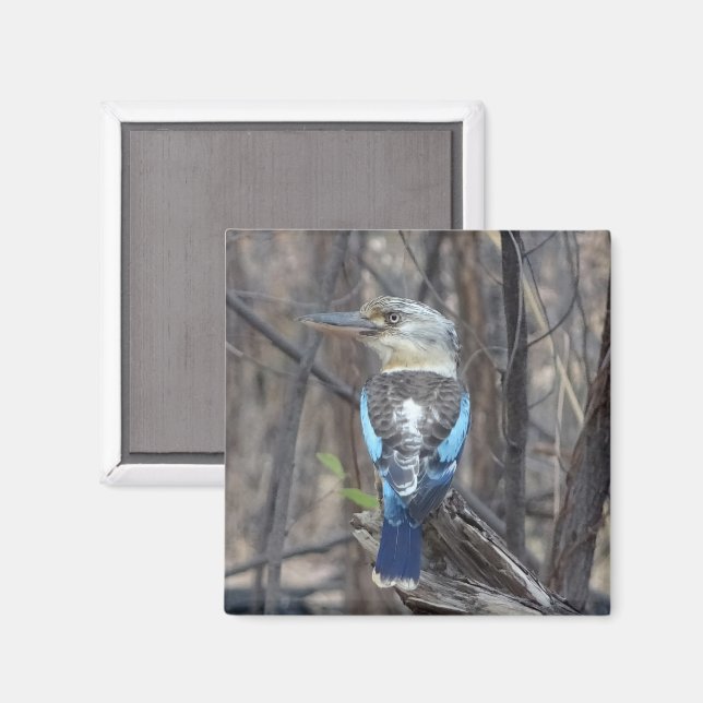 Aimant Kookaburra Bird (Recto/Verso)