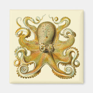 Aimant Kraken vintage, Pieuvre Gamochonia, Ernst Haeckel