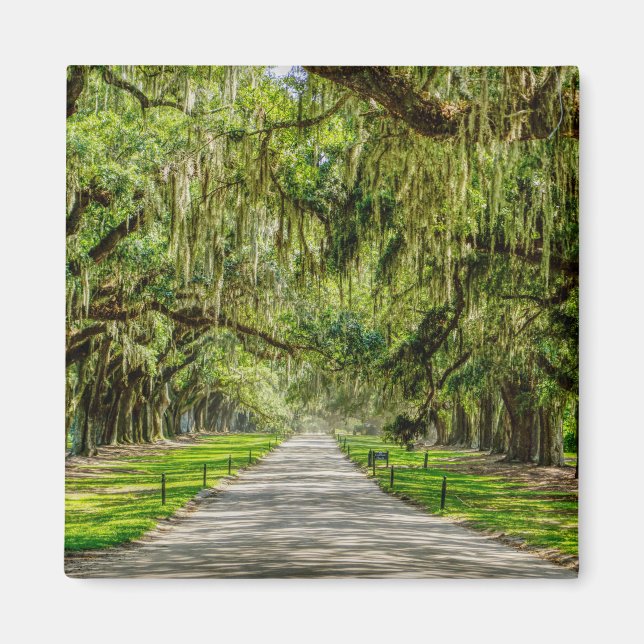 Aimant La Belle Avenue Des Chênes (Devant)