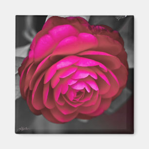 Aimant La Camélia rose 