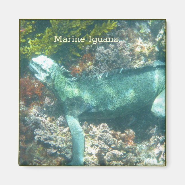 Aimant La faune marine Iguana (Devant)