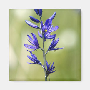 Aimant La floraison d'un lys de camas dans le comté de V