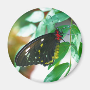 Aimant La nature des papillons noirs