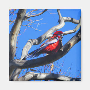 Aimant La nature hivernale à Canberra