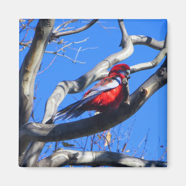 Aimant La nature hivernale à Canberra (Devant)