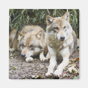 Aimant La paire de loups se reposant dans la forêt fauniq