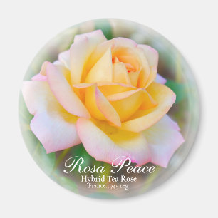 Aimant La paix de Rosa