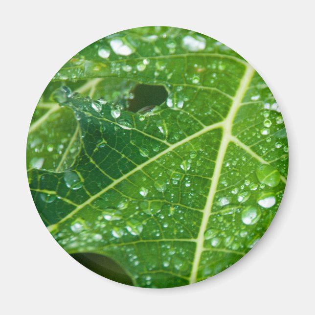 Aimant La pluie tombe sur la feuille de Papaya vert tropi (Devant)