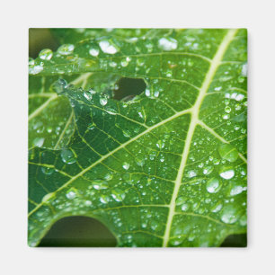 Aimant La pluie tombe sur la feuille de Papaya vert tropi