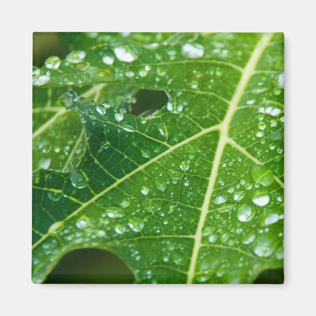 Aimant La pluie tombe sur la feuille de Papaya vert tropi (Devant)