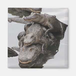Aimant La Réunion de famille d'alligator