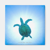 La tortue de mer nageant sous l'eau