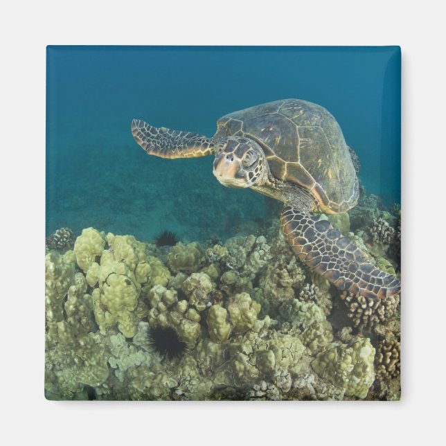 Aimant La tortue verte, (Chelonia mydas), est le (Devant)