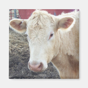 AIMANT LA VACHE DE CAROLE