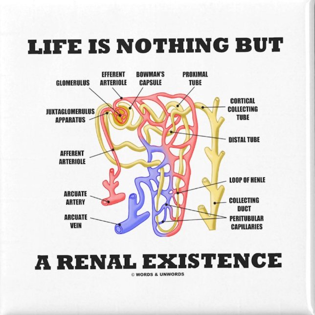 Aimant La Vie N'Est Qu'Une Existence Renale (No need to be a nephrologist to enjoy wry anatomical & renal attitude with this life saying magnet!)