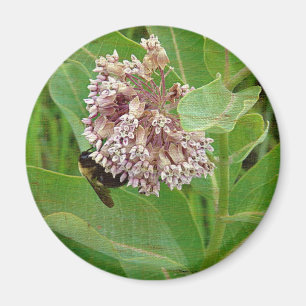 Aimant L'abeille bourdrée sur l'algue