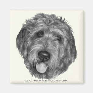 Aimant Labradoodle