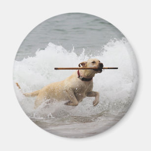 Aimant Labrador - jaune - allez effort !