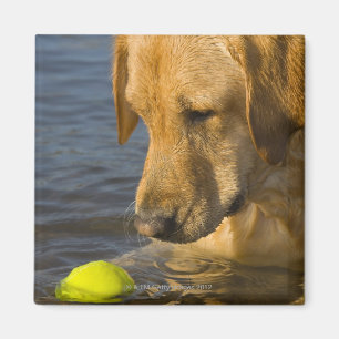 Aimant Labrador jaune avec de la balle de tennis dans